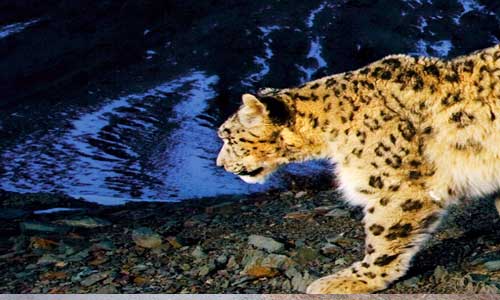 Nainital Kausani Corbett Tour